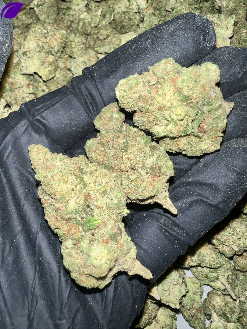 Papaya Bomb Exotic THCa Flower - Buy Wholesale THCa Flower Online