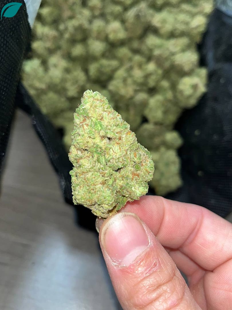 G41 Indoor THCA