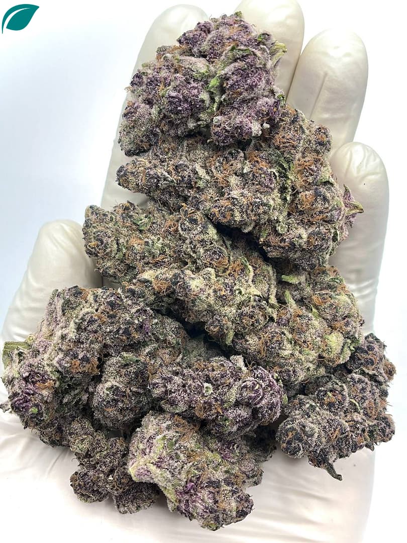 Blockberry THCA Flower - Sweet Berry Hybrid Cannabis for Wholesale Buyers