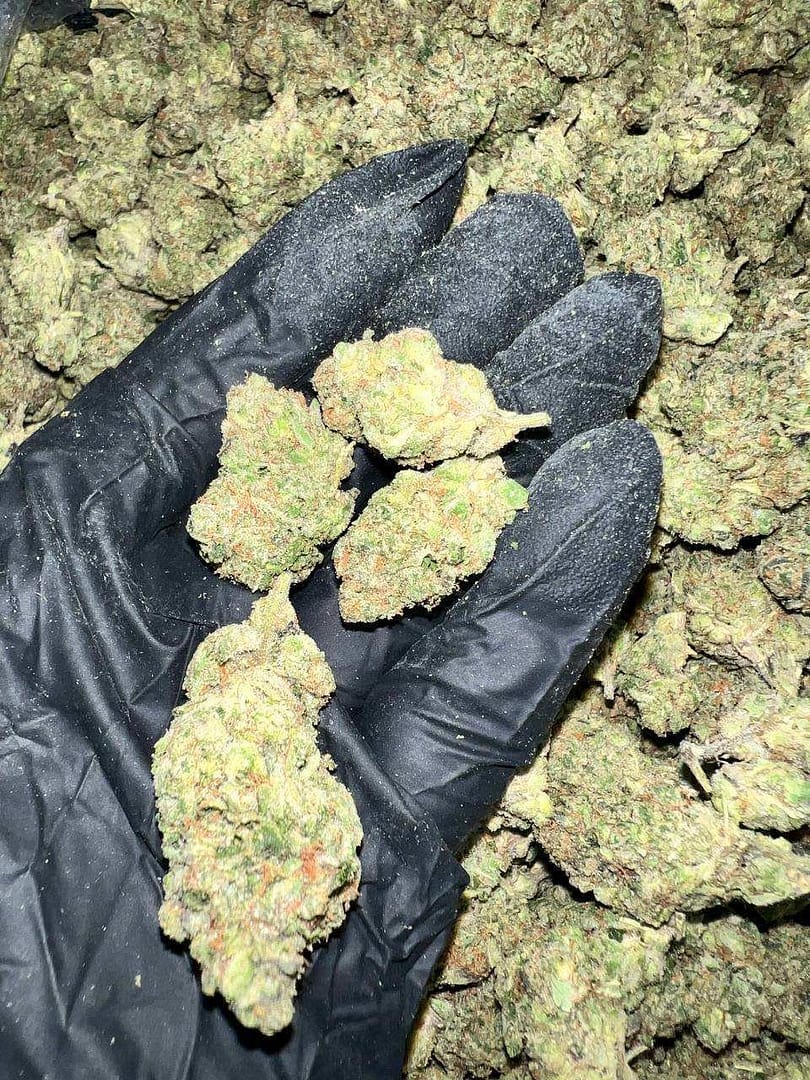Gelato 41 X Kush Mintz Indoor