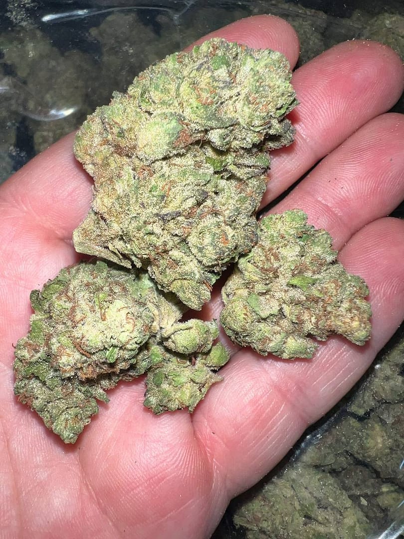 Buy Ice Cream Cake THCA Flower Balanced Hybrid