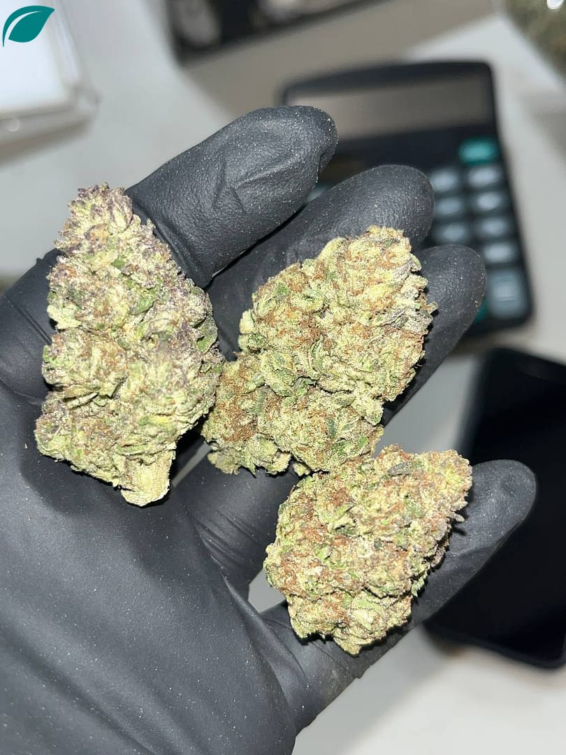 Elevate Your Experience with Biscotti THCA Flower Premium Hybrid Strain