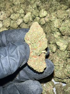 Jelly Zonuts THCA Flower Bulk Wholesale