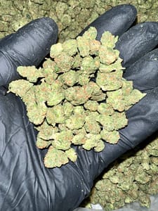 Experience the unique flavor of Black Garlic Gelato THCA Flower. Buy high-quality cannabis buds online at our dispensary. Fast shipping and discreet packaging guaranteed!