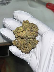 Jungle Driver THCA Flower