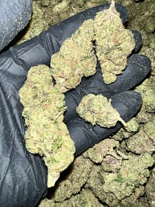 Donny Burger THCA Flower Bulk Wholesale