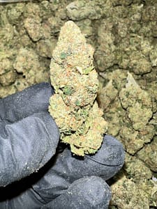 High-quality image of Astro Runtz THCA Flower