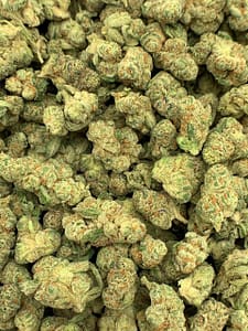 Buy Glitter Bomb Exotic THCa Flower in bulk and offer your customers a potent, relaxing experience