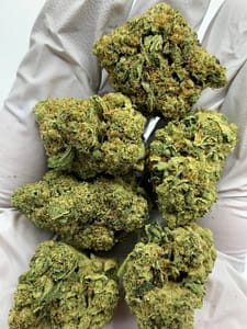 Close-up of Grandi Guava THCa Flower, highlighting the strain's unique characteristics and trichome structure