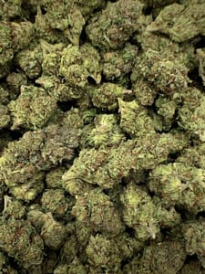 Close-up of Rainbow Sherbet THCa Flower, highlighting the strain's unique characteristics and trichome structure