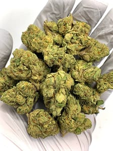 Gelato 41 THCa Flower for Bulk Wholesale