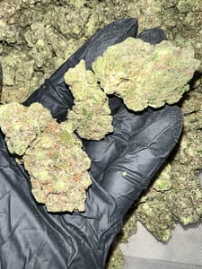 Hash Burger THCa Flower buds on a white background, showcasing dense, frosty nugs with a sweet, earthy aroma