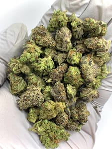 Platinum Lemon Gushers THCa Flower with vibrant citrus aroma and resin-covered buds