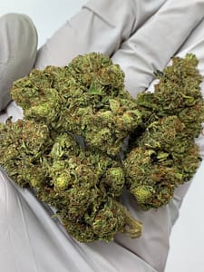 Rainbow Sherbet THCa Flower buds on a white background, showcasing vibrant, colorful nugs with a sweet, fruity aroma