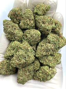 Papaya Punch THCA Flower - Tropical Hybrid Cannabis Strain for Wholesale Buyers