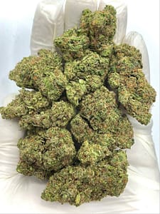 Tropicana Kush THCA Flower - Tropical Hybrid Cannabis for Wholesale