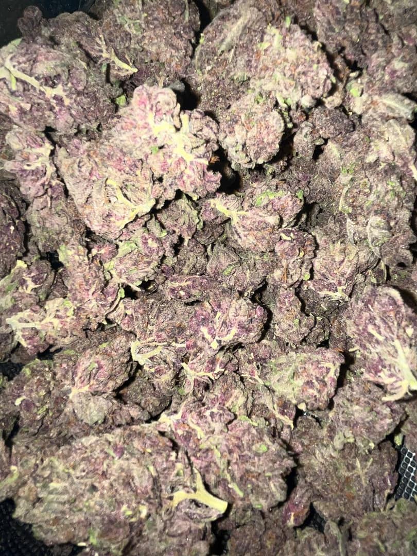 Wholesale Indoor-Grown THCa Flower