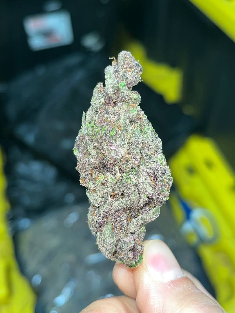 Gorilla Skunk Indoor THCA