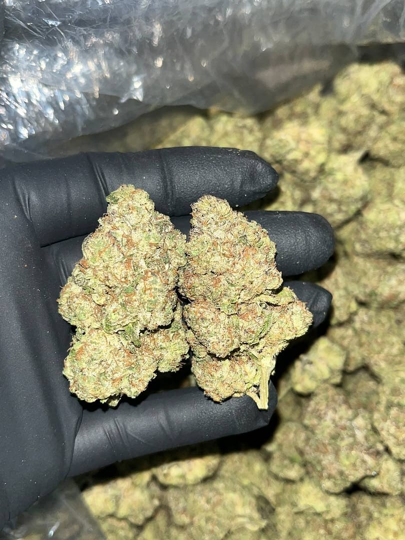 Government Oasis Indoor THCA