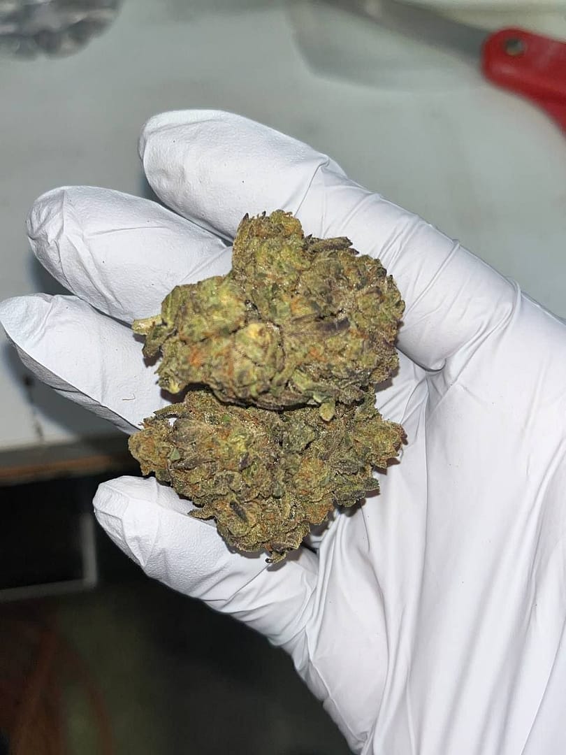 Jungle Driver THCA Flower