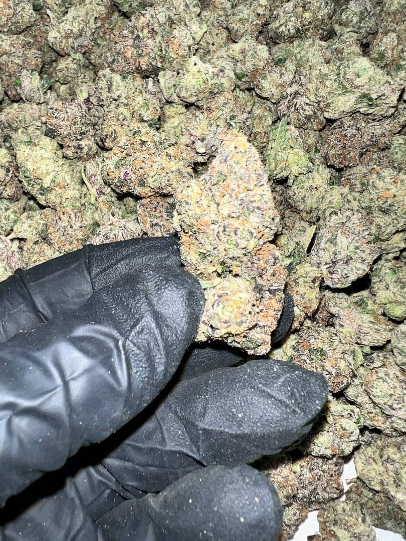 Bubble Gum Gelato THCa Flower - High-Potency Cannabis Strain for Wholesale