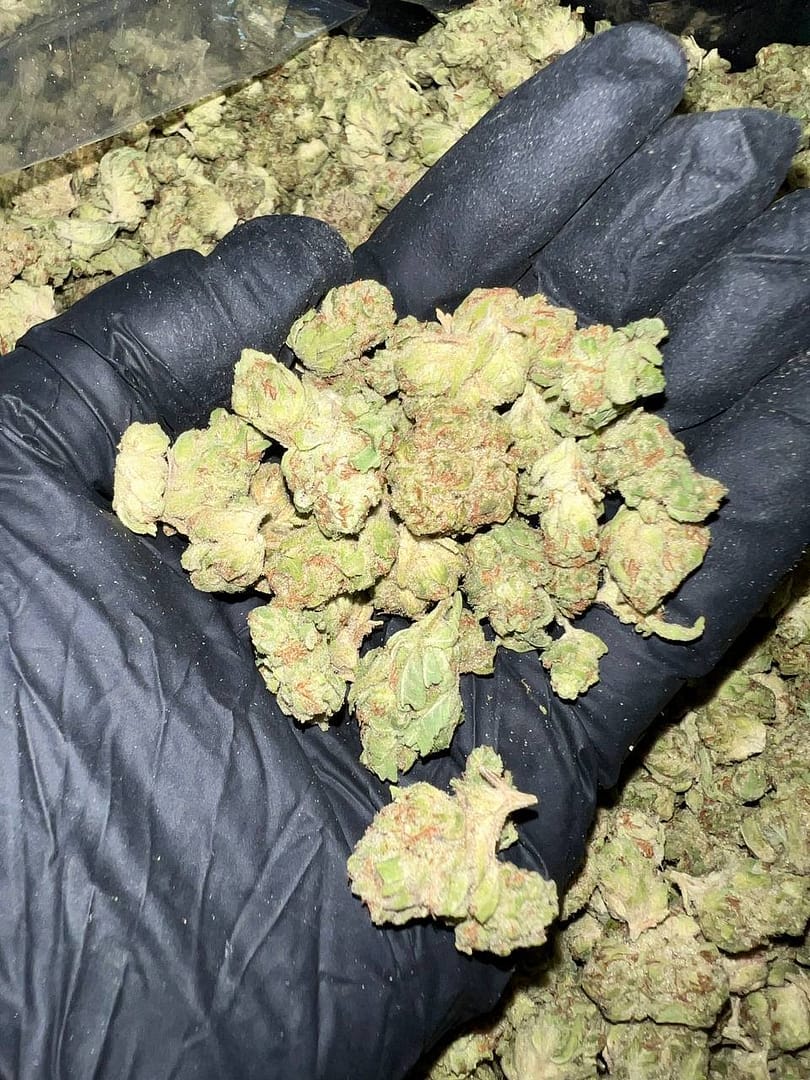 Hella Jelly THCa Flower Wholesale