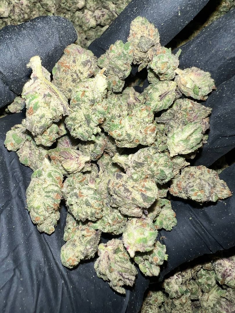 Secret Cookies THCa Flower Wholesale Purchase