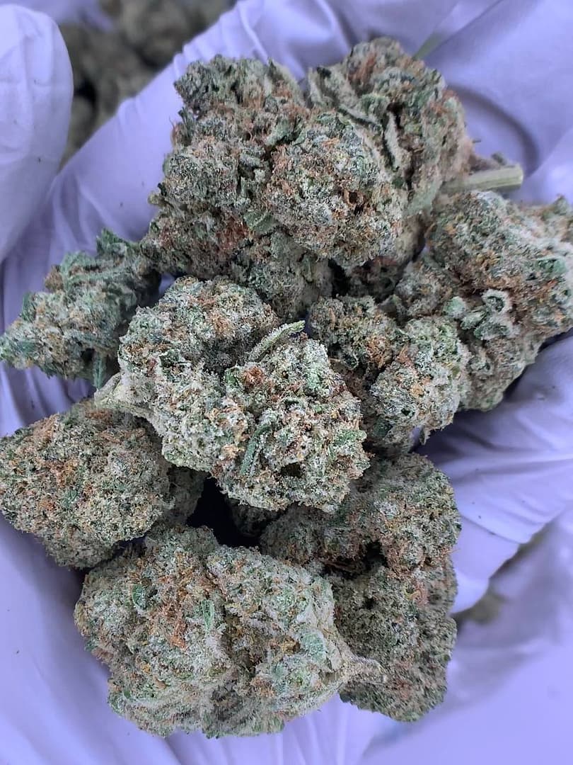 Hawaiian Shaved Ice THCa Flower buds with a tropical and fruity flavor profile