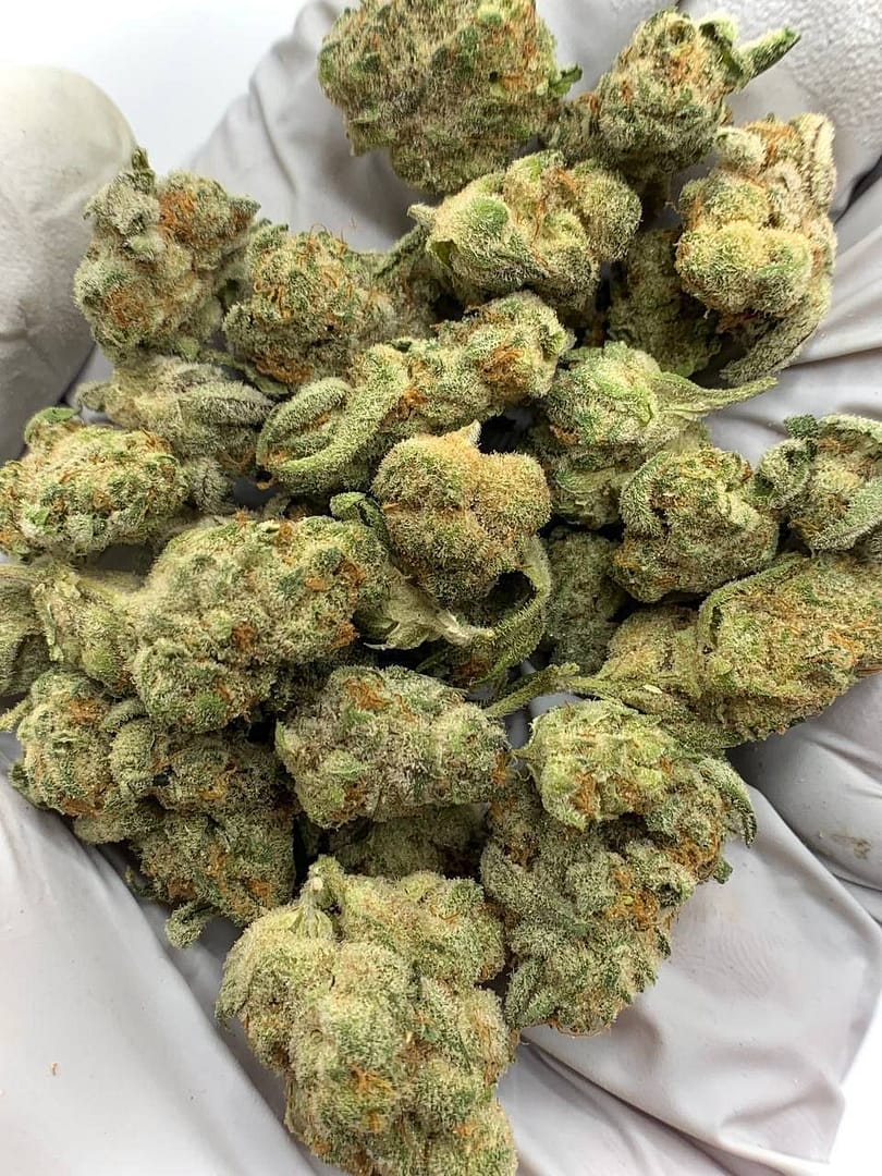 Grapes and Cream THCa Flower buds on a white background, showcasing dense, purple-hued nugs with a sweet, fruity aroma