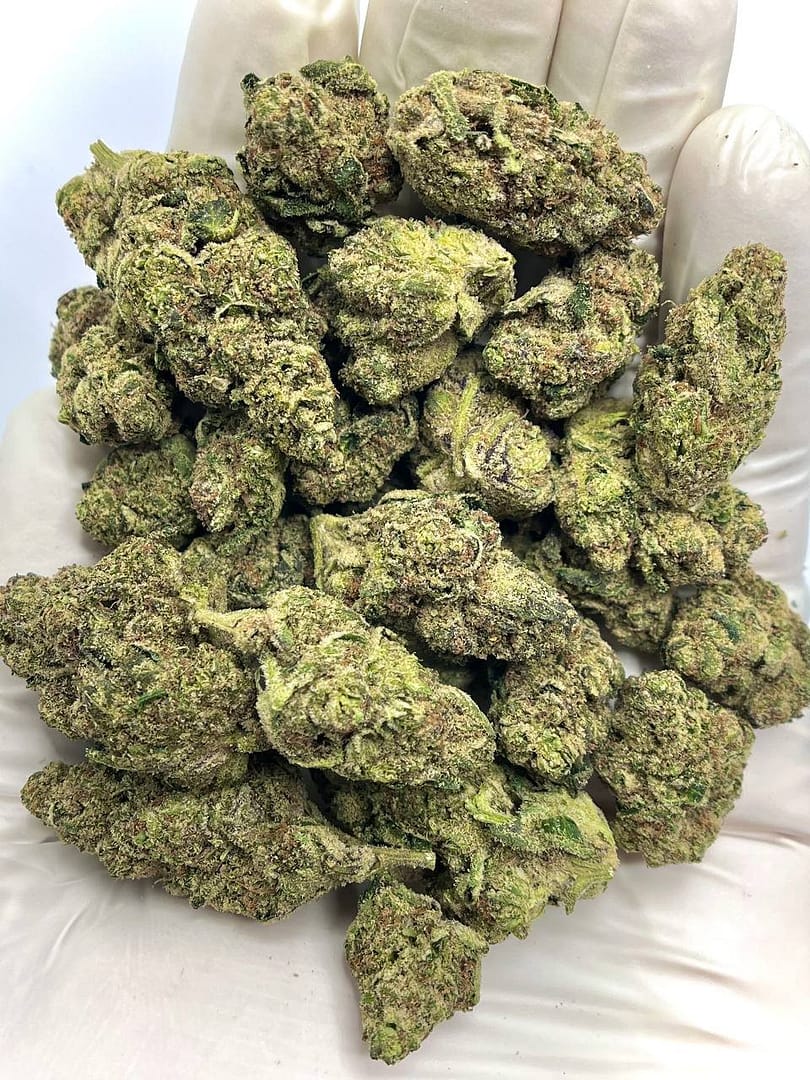 Elektra Ice THCA Flower - Frosty Hybrid Cannabis Strain for Wholesale Buyers