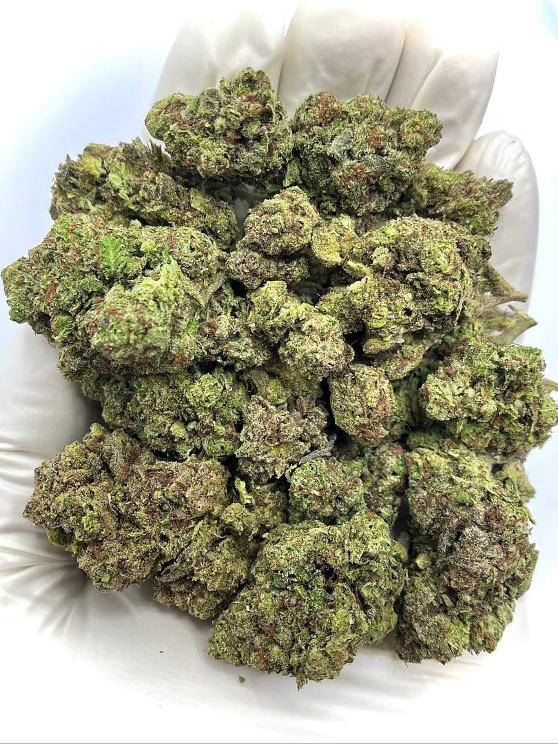 Joker Candy THCA Flower - Sweet Hybrid Cannabis Strain for Wholesale Buyers