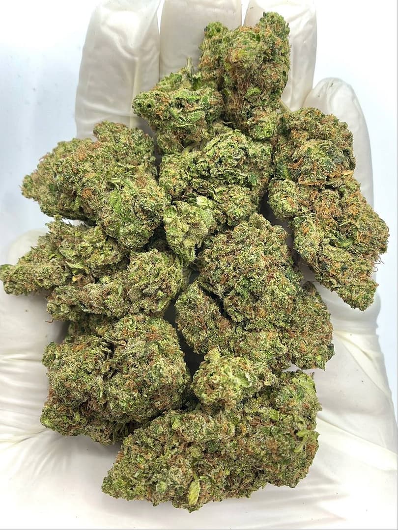 Tropicana Kush THCA Flower - Tropical Hybrid Cannabis for Wholesale