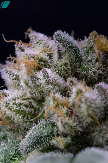 Wholesale High Quality THCA Cannabis with excelent trichomes Wholesale High Quality THCA Cannabis with excelent trichomes