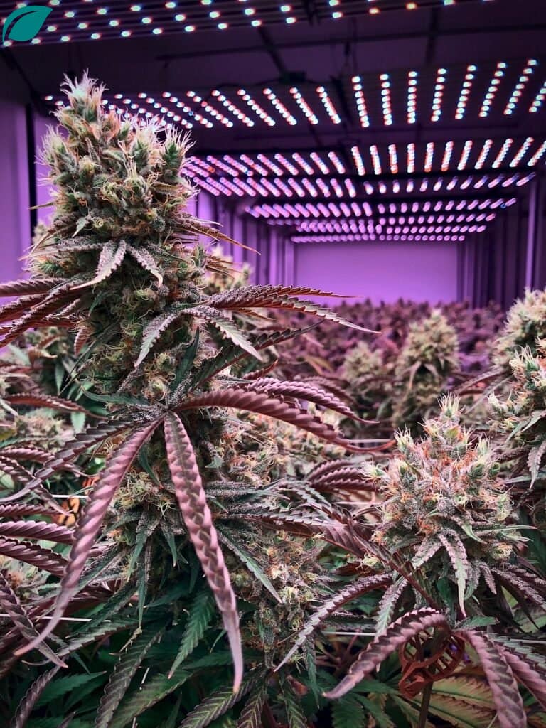 THCA Flower Indoor Light Assist