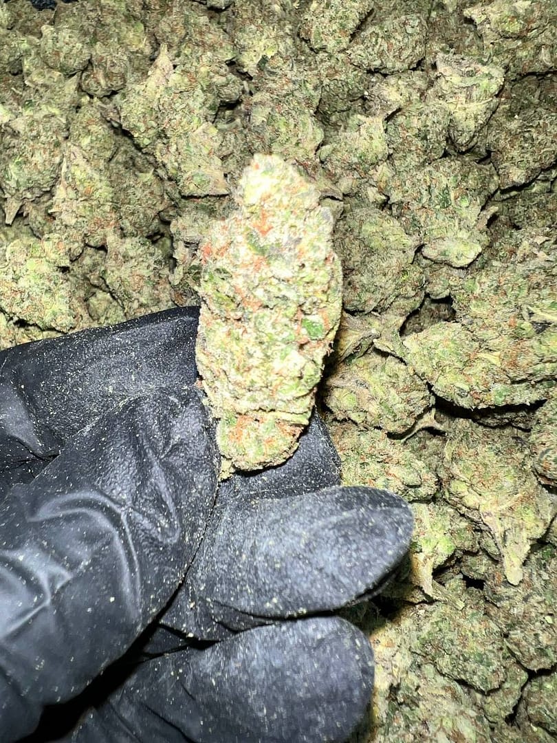 Gelato 41 X Kush Mintz Indoor 1 Gelato 41 x Kush Mintz Indoor THCA
