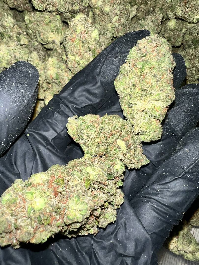 Tahoe OG THCa Flower 2 Tahoe OG THCa Flower buds on a white background, showcasing dense, frosty nugs with a sweet, earthy aroma