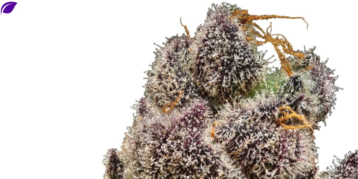 Bulk HHC Flower Wholesale - High-Quality Cannabis Buds in Bulk Quantities