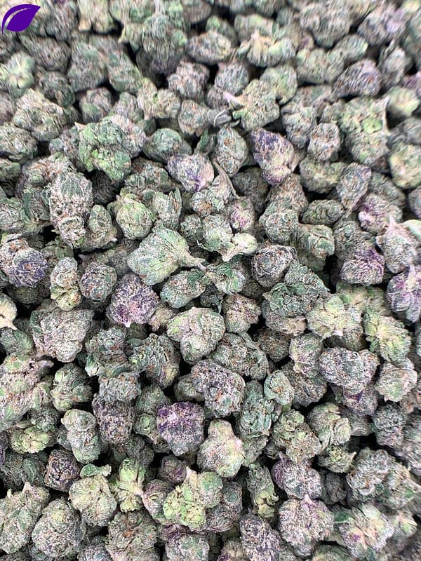 Codeine Cupz THCa Flower - High-Potency Cannabis Strain for Wholesale