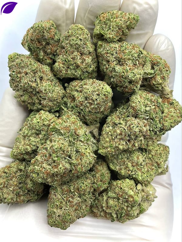 Papaya Punch THCA Flower - Tropical Hybrid Cannabis Strain for Wholesale Buyers