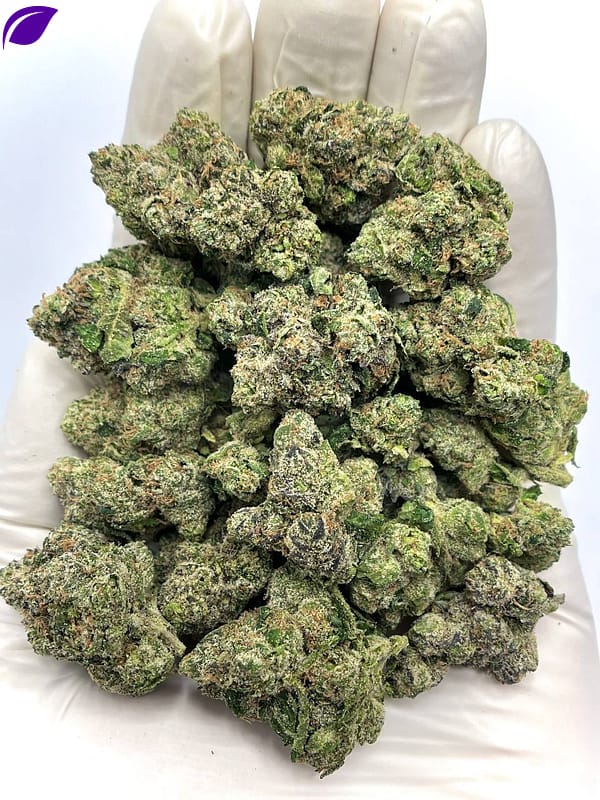 White Cherry Blaster THCA Flower - Sweet Cherry Hybrid for Wholesale Buyers