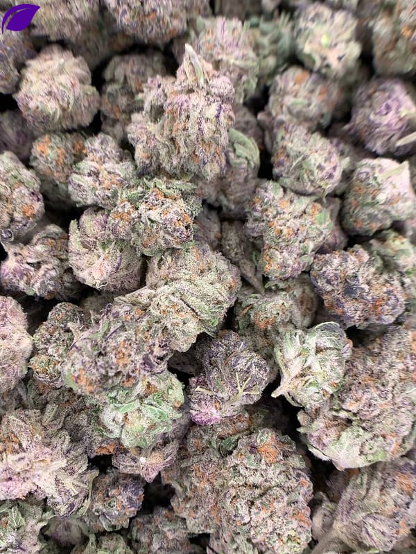 Purple Punch THCa Flower - 28.2% THCa,