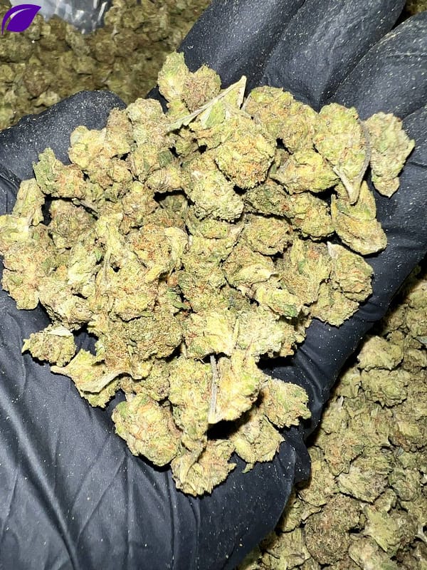 Gary Zkittles THCa Flower - High-Quality Wholesale