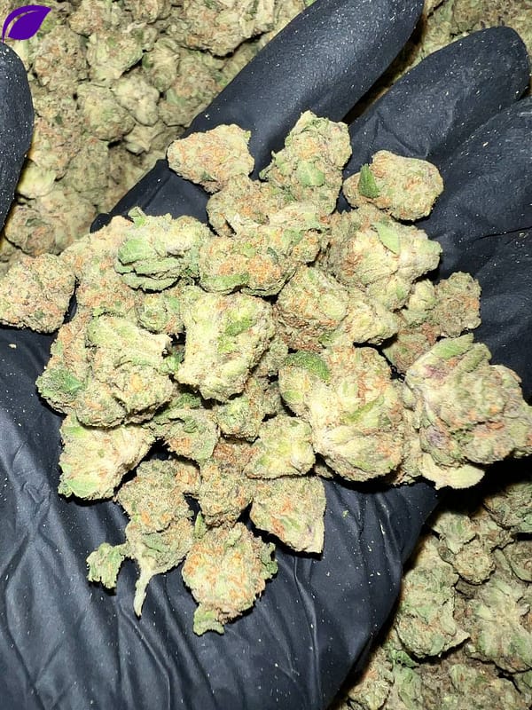 Zkittlez THCa Flower, Zkittlez wholesale, Exotic THCa flower, buy Zkittlez bulk, premium THCa flower