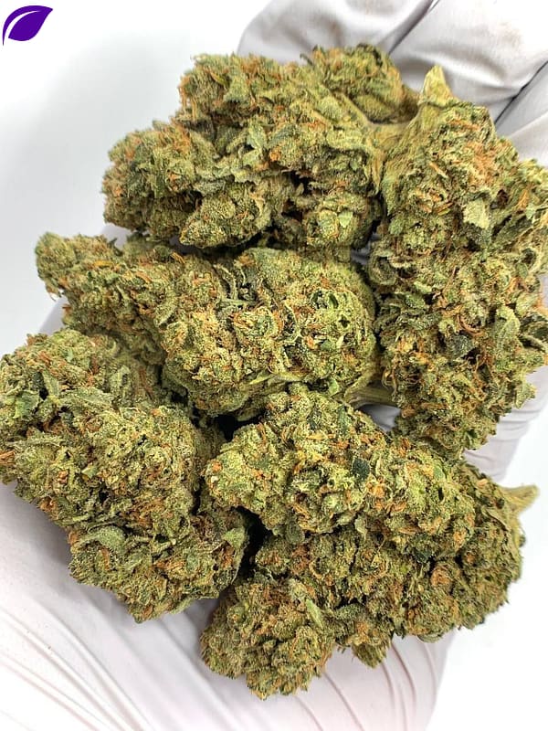 ChemDawg THCa Flower (Chemdog) for Bulk Wholesale Purchase