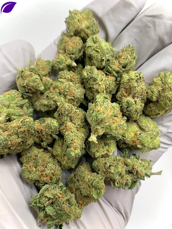 Blue Skunk THCa Flower, premium bulk hemp flower, high THCa content, minty flavor, wholesale hemp