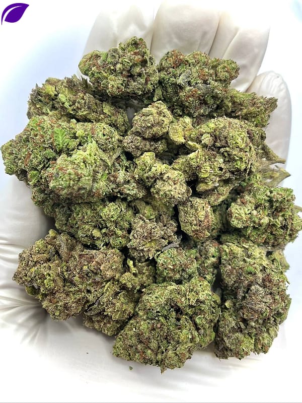 Joker Candy THCA Flower - Sweet Hybrid Cannabis Strain for Wholesale Buyers