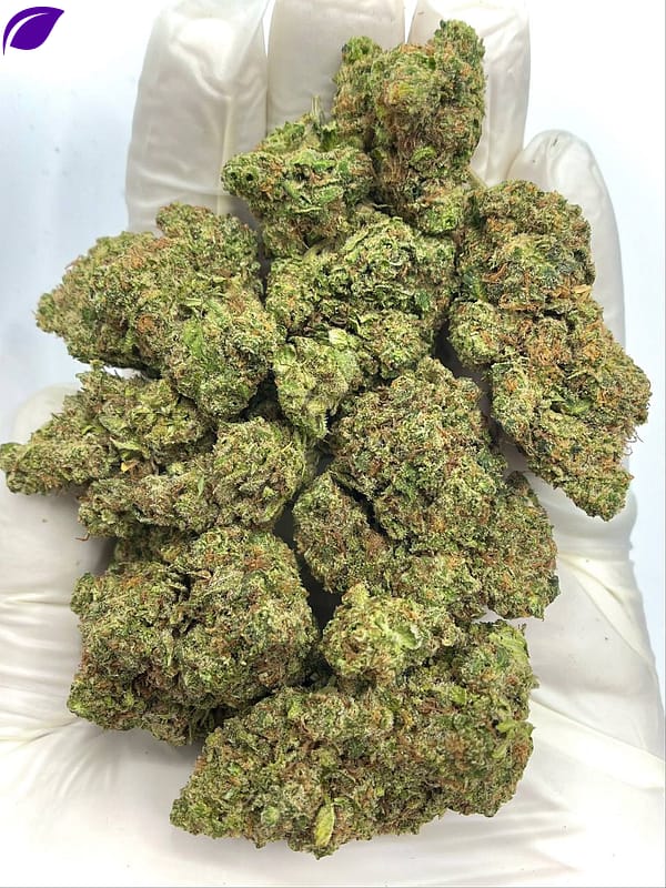 Tropicana Kush THCA Flower - Tropical Hybrid Cannabis for Wholesale