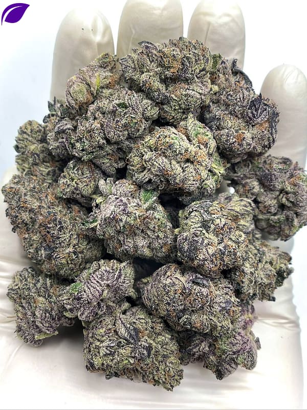 Purple Cream Exotic THCA Flower - Creamy, Sweet Hybrid for Wholesale Buyers