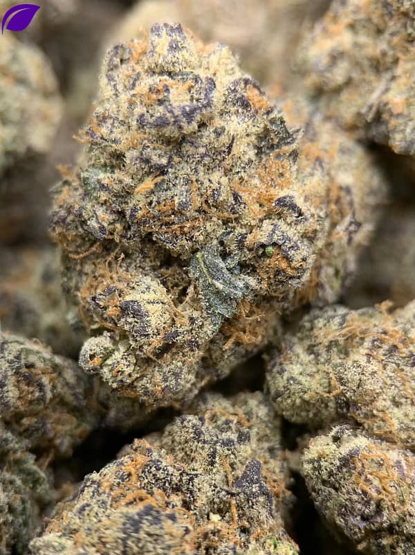 Amaretto Exotic THCa Flower with dense, frosty buds and a sweet, nutty aroma