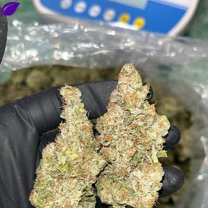 Gelato THCA Indoor